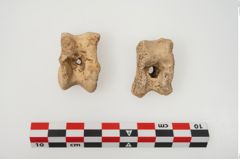 Foto von Astragalknochen (NHMW-PRAE-025128)